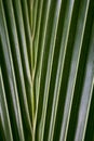 Coconut leaf, light and shadow, abstract