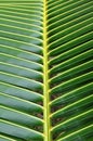 Coconut leaf pattern detail Royalty Free Stock Photo