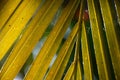 coconut leaf Royalty Free Stock Photo