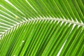 Coconut leaf structure Royalty Free Stock Photo