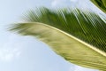 Coconut leaf tail