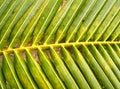 Coconut leaves