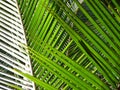 Coconut Leaves Royalty Free Stock Photo