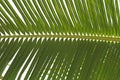 Coconut leaves beautiful