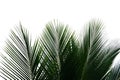 Coconut leaves with branches on white isolated background for green foliage backdrop Royalty Free Stock Photo