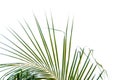 Coconut leaves with branches on white isolated background for green foliage backdrop Royalty Free Stock Photo