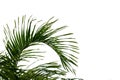 Coconut leaves with branches on white isolated background for green foliage backdrop