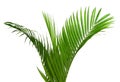 Coconut leaves or Coconut fronds, Green plam leaves, Tropical foliage isolated on white background with clipping path. Botany, clo Royalty Free Stock Photo