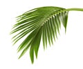 Coconut leaves or Coconut fronds, Green plam leaves, Tropical foliage isolated on white background with clipping path Royalty Free Stock Photo