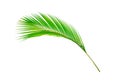 Coconut leaves or Coconut fronds, Green plam leaves,