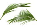 Coconut leaves or Coconut fronds, Green plam leaves, Tropical foliage isolated on white background with clipping path