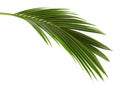 Coconut leaves or Coconut fronds, Green plam leaves, Tropical foliage isolated on white background with clipping path