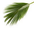 Coconut leaves or Coconut fronds, Green plam leaves, Tropical foliage isolated on white background with clipping path