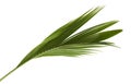 Coconut leaves or Coconut fronds, Green plam leaves, Tropical foliage isolated on white background with clipping path