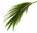 Coconut leaves or Coconut fronds, Green plam leaves, Tropical foliage isolated on white background with clipping path