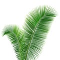 Coconut leaves design background Royalty Free Stock Photo