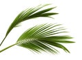 Coconut leaves or Coconut fronds, Green plam leaves, Tropical foliage isolated on white background with clipping path Royalty Free Stock Photo