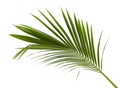 Coconut leaves or Coconut fronds, Green plam leaves, Tropical foliage isolated on white background with clipping path Royalty Free Stock Photo