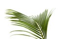 Coconut leaves or Coconut fronds, Green plam leaves, Tropical foliage isolated on white background with clipping path Royalty Free Stock Photo