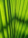 Coconutleaves Royalty Free Stock Photo