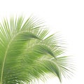 Coconut leaves isolated Royalty Free Stock Photo
