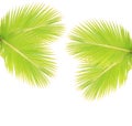Coconut leaves isolated Royalty Free Stock Photo