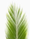 coconut leaves isolated on white background , clipping path Royalty Free Stock Photo