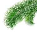 Coconut leaves isolated Royalty Free Stock Photo