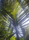 coconut leaves in the rising morning sun