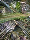 Coconut leaves scattered on the ground after the tree was cut down Royalty Free Stock Photo
