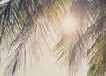 Coconut leaves with sunlight vintage style Royalty Free Stock Photo