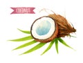 Coconut with leaves, watercolor illustration with clipping path