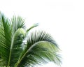 Coconut leaves on white background