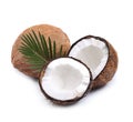 Coconut with leaves