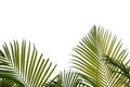 Coconut leaves on white isolated background for green foliage backdrop Royalty Free Stock Photo