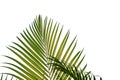 Coconut leaves on white isolated background for green foliage backdrop Royalty Free Stock Photo