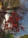 Coconut like bearing tree