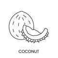 Coconut line icon in vector, nut illustration