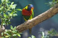 Coconut lorikeet beautiful show in the zoo Royalty Free Stock Photo
