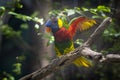 Coconut lorikeet beautiful show in the zoo Royalty Free Stock Photo