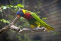 Coconut lorikeet beautiful show in the zoo Royalty Free Stock Photo
