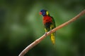 Coconut Lorikeet bird Royalty Free Stock Photo