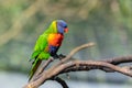 Coconut lorikeet, colorful bird Royalty Free Stock Photo