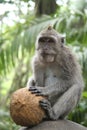 coconut Macaque Monkey forest ubud bali Royalty Free Stock Photo