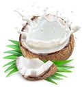 Coconut milk flying out from cracked coconut fruit on white background Royalty Free Stock Photo