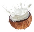Coconut milk flying out from split coconut fruit. File contains clipping path Royalty Free Stock Photo
