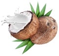 Coconut with milk splash inside. Royalty Free Stock Photo