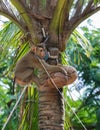 Coconut Monkey Royalty Free Stock Photo