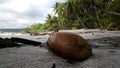 Coconut at Montezuma beach