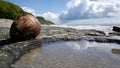 Coconut at Montezuma beach